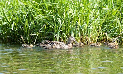 A duck and her ducklings on Linlithgow Loch
