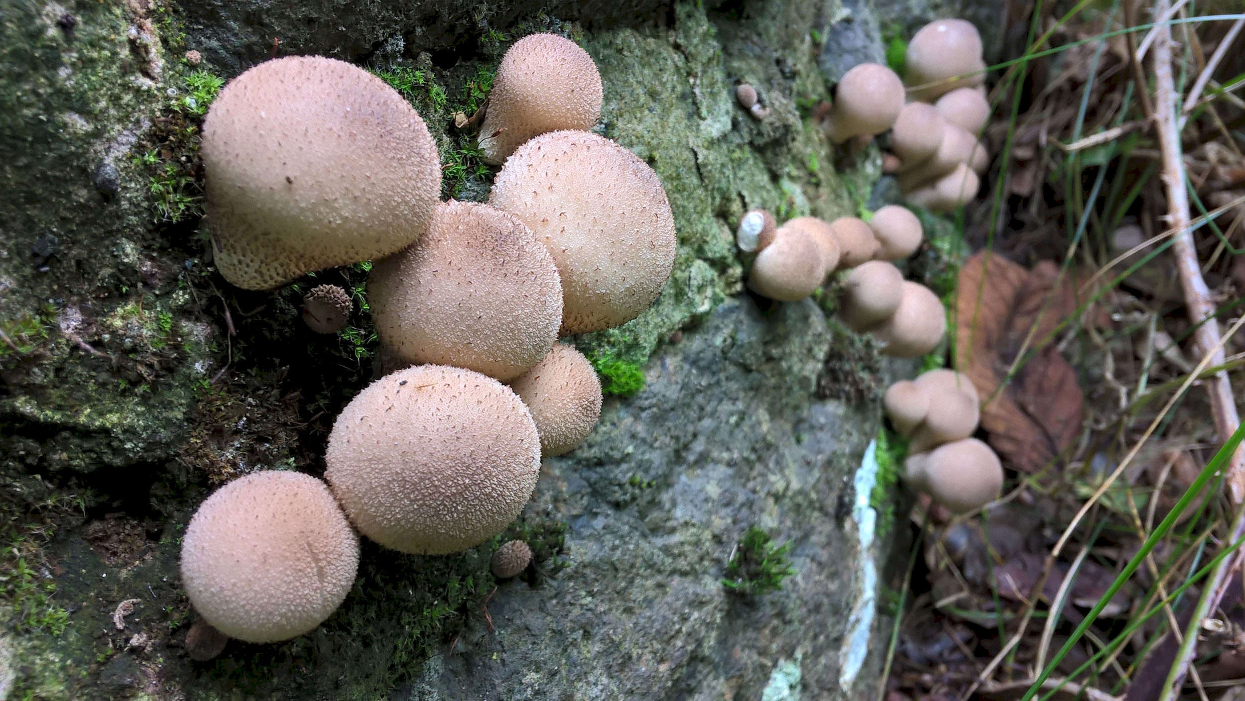 Spiny Puffball mushrooms growing out of a wet mossy wall