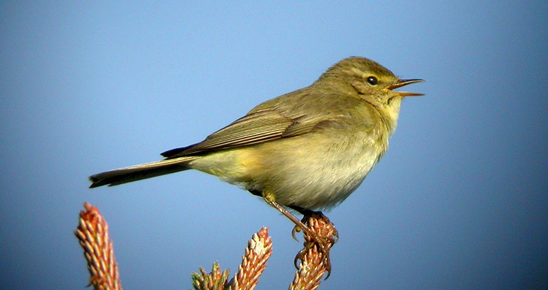 Picture of a bird sitting on a branch