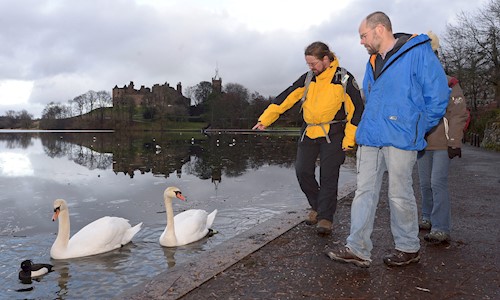 Ranger and members of the public by Linlithgow Peel with two swans in the loch