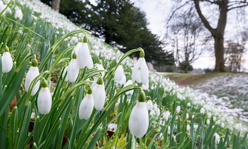 Snowdrops at Dryburgh Abbey