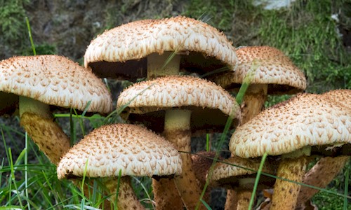 A cluster of mushrooms with greenery around them