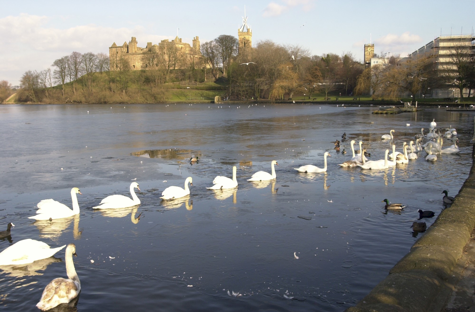A line of swans on a loch with an imposing palace in the background
