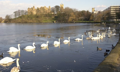 View of birds on Linlithgow Loch.
