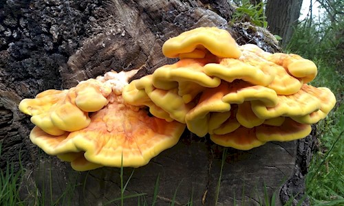 Large mushrooms growing out of a tree stump