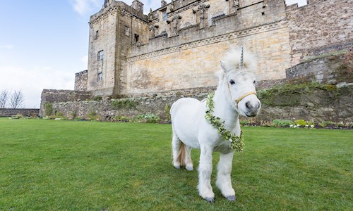 A small white pony with a fluffy white main and a single horn on it's head standing the Queen Anne Garden at Stirling Castle