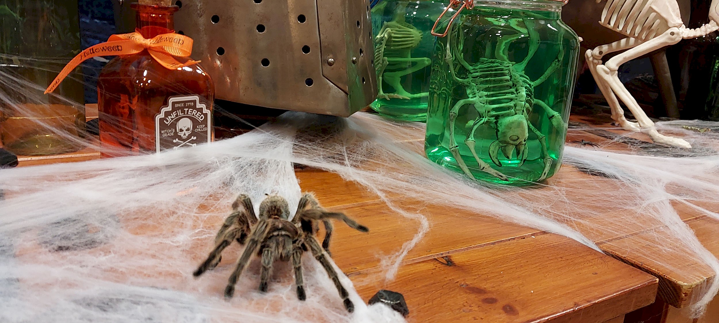 A spider on fake webbing with jars of green liquid and skeletons inside