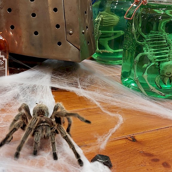 A spider on fake webbing with jars of green liquid and skeletons inside