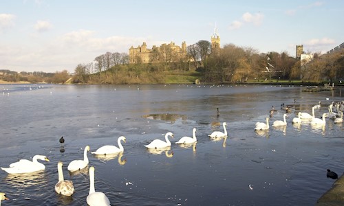 View of swans on the loch with Linlithgow Palace behind
