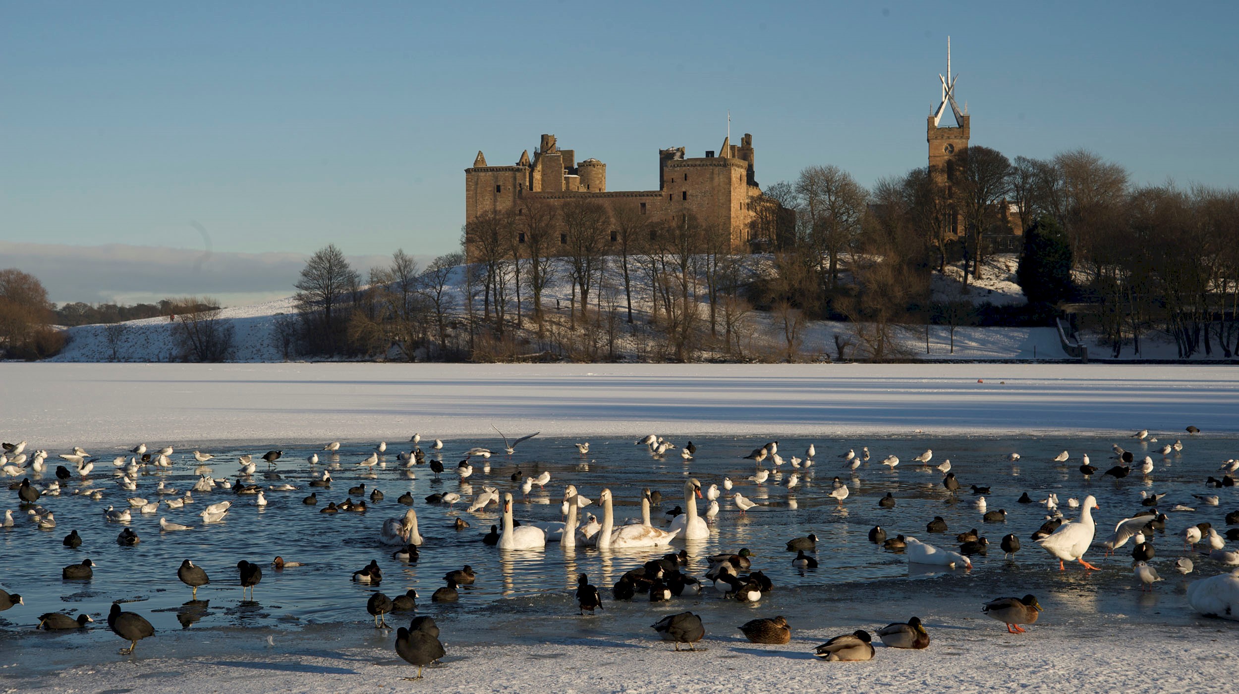 Swans and other birds in a partially frozen loch with an imposing palace in the background
