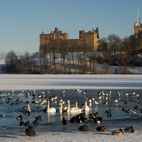 Swans and other birds in a partially frozen loch with an imposing palace in the background
