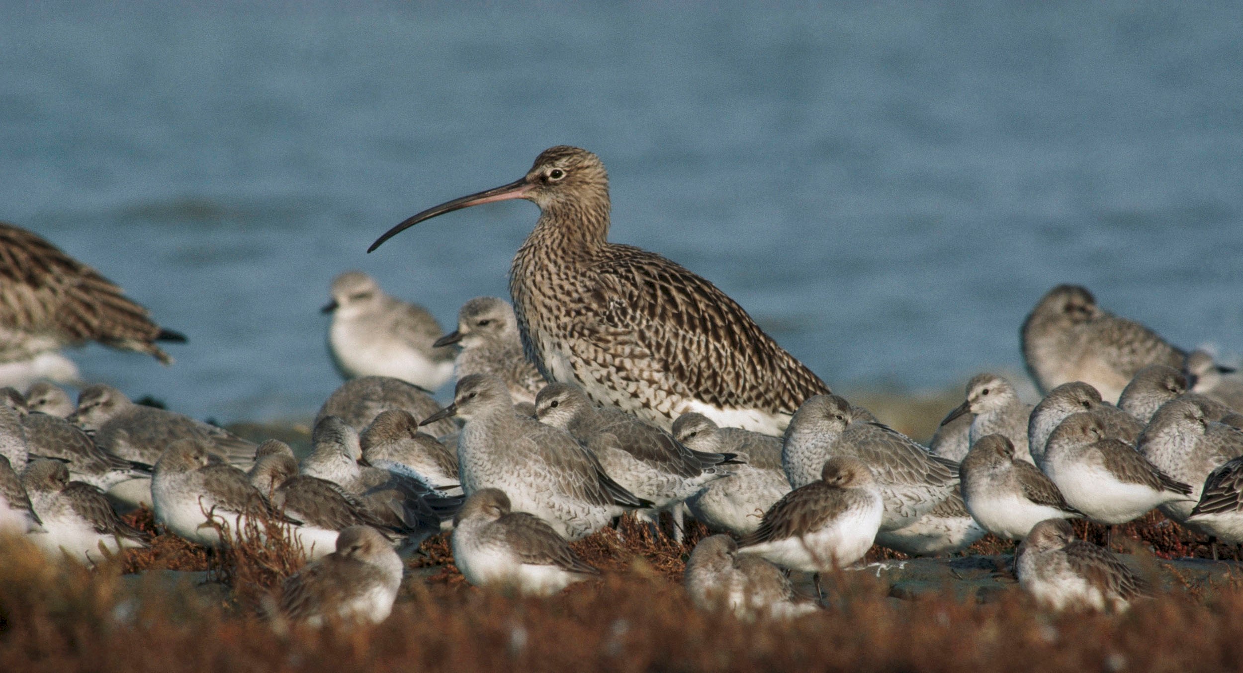 A curlew and her young on the Firth of Forth