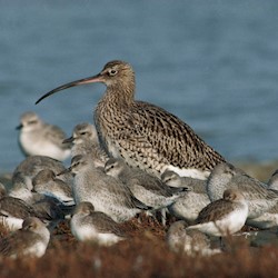 A curlew and her young on the Firth of Forth