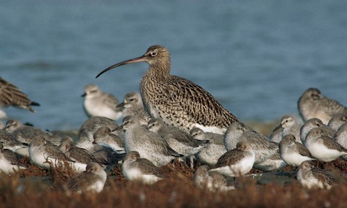 A curlew and her young on the Firth of Forth