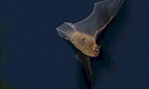A bat flying at night