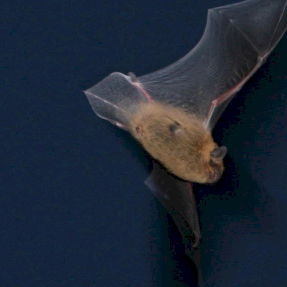 A bat flying at night
