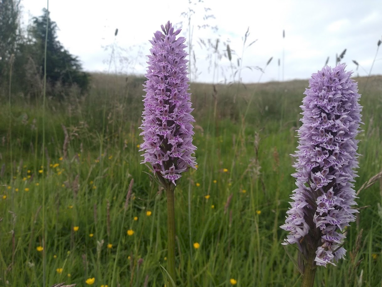 Tall purple flowers surrounded by grass and other foliage