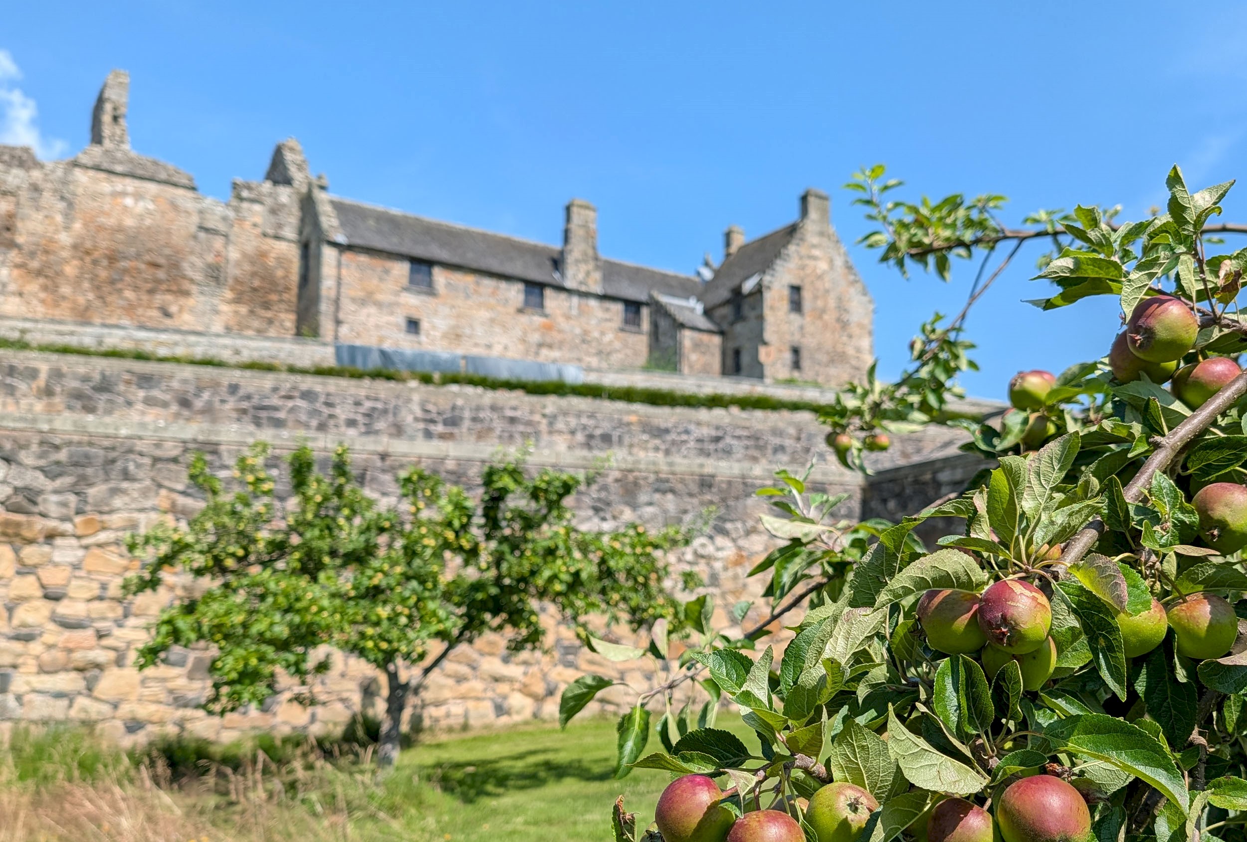 An apple tree in an orchard with a castle in the background with blue sky above