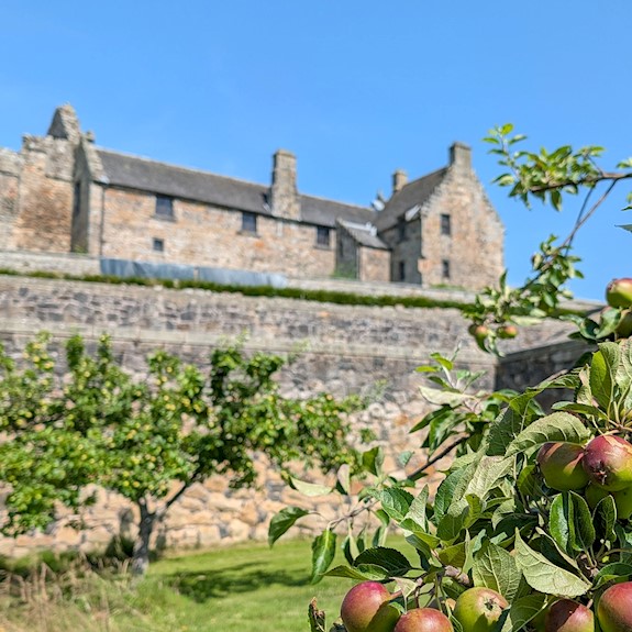 An apple tree in an orchard with a castle in the background with blue sky above