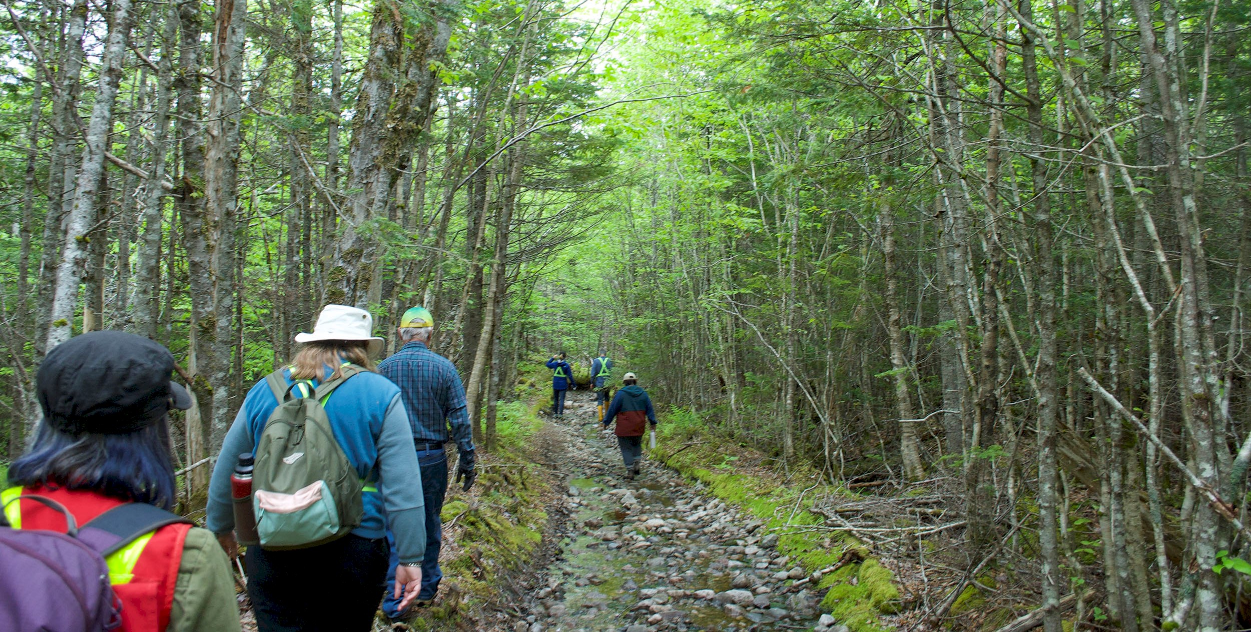 people walking through a wood of green trees