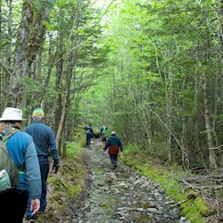 people walking through a wood of green trees