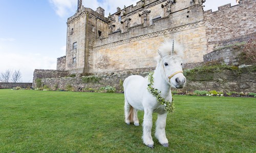 A small white pony with a fluffy white main and a single horn on it's head standing on the grass in the Queen Anne Garden at Stirling Castle