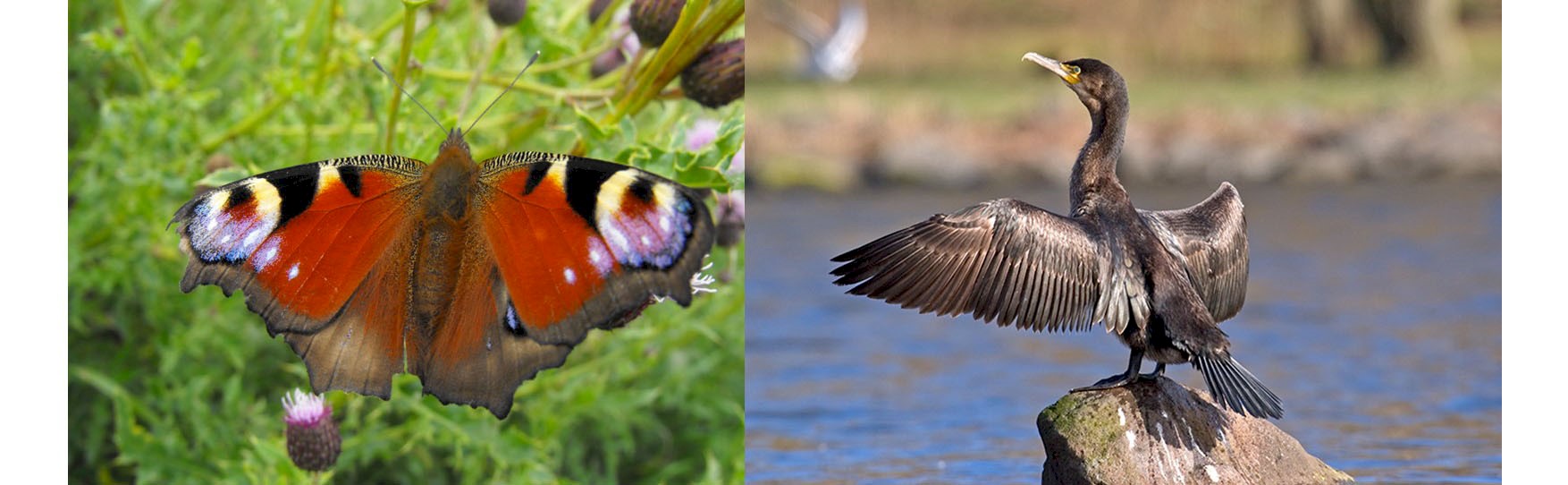 A small collage of wildlife, left image is a peacock butterfly with beautiful colourings and the right image is a cormorant on a rock with it's wings spread