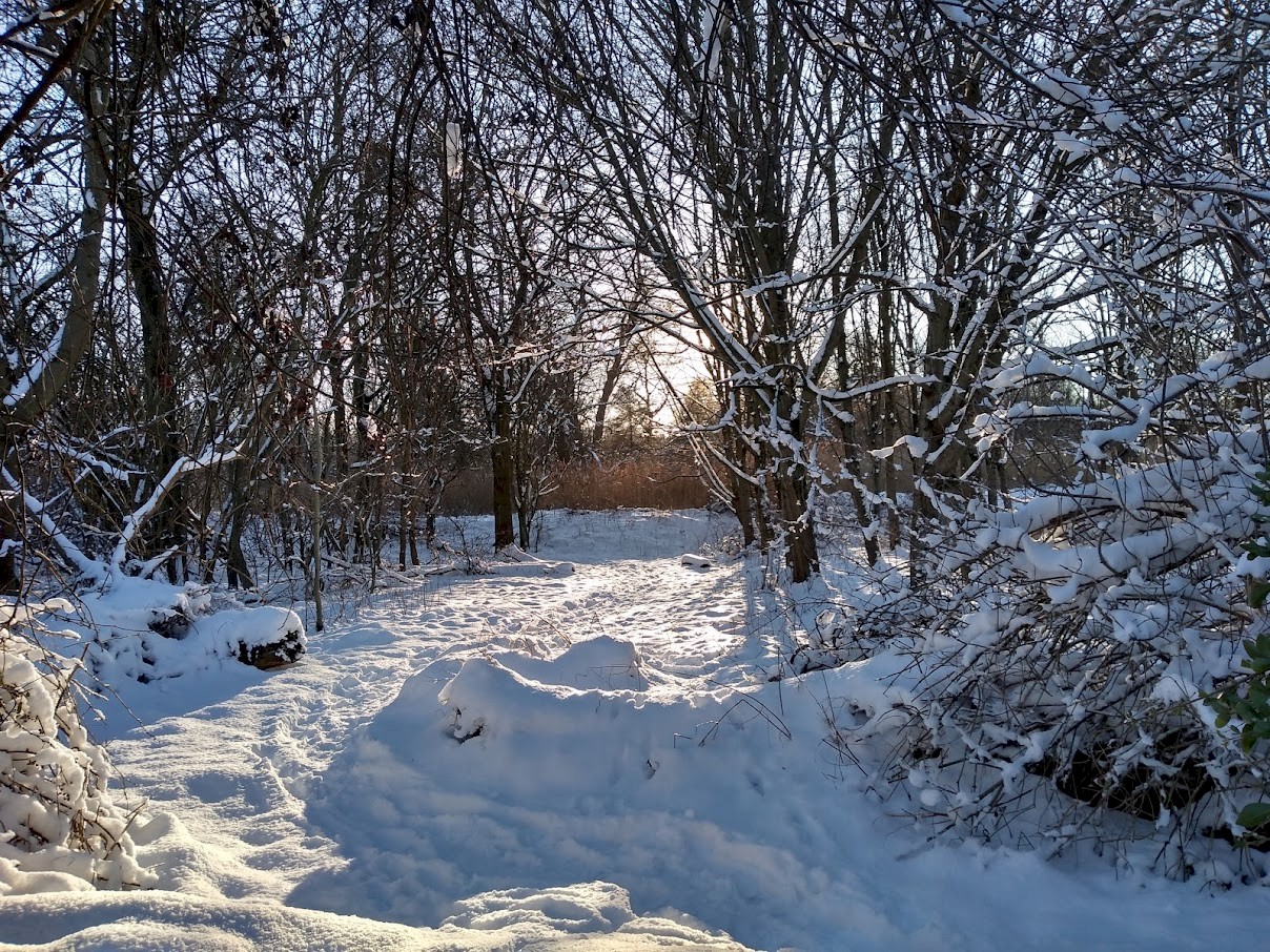 Trees with a lot of snow