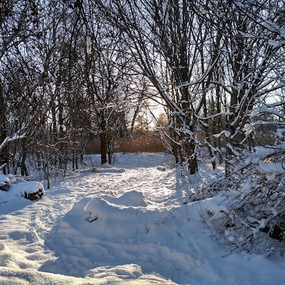 Trees with a lot of snow