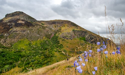 General view of Arthur's Seat and some flowers in the foreground