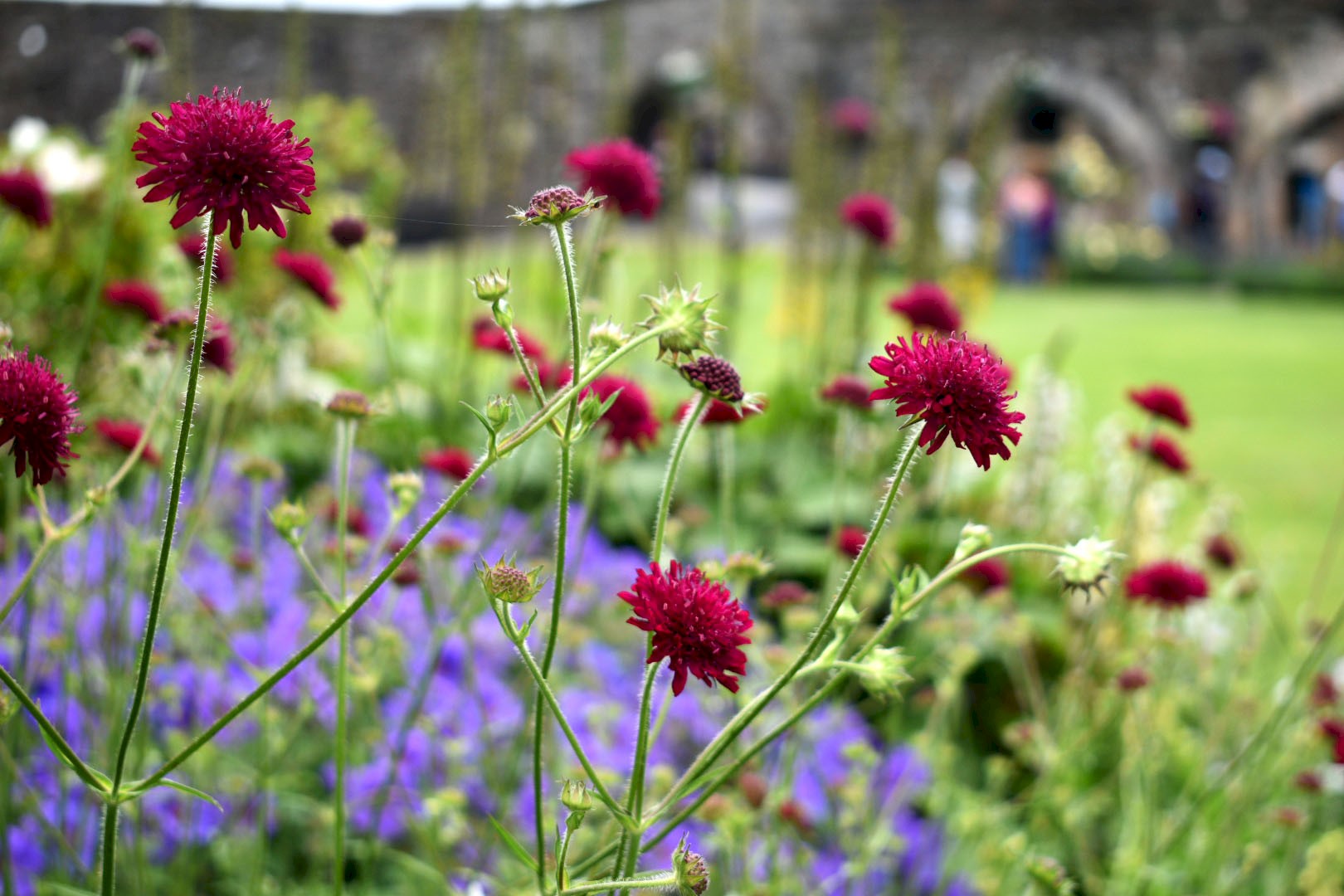 Close up of pretty red and blue flowers