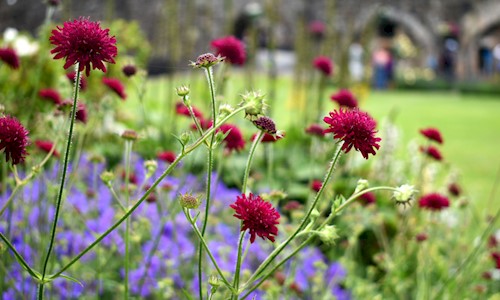 Close up of pretty red and blue flowers