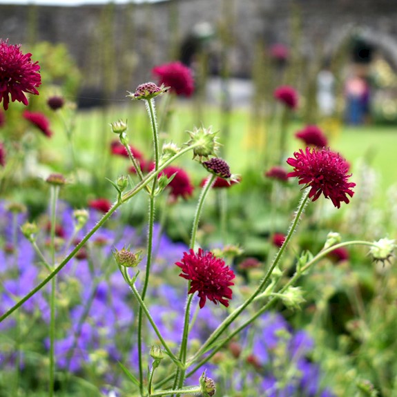 Close up of pretty red and blue flowers