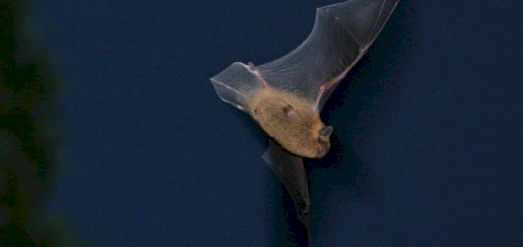 General view of a brown bat