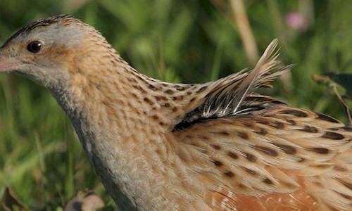 A brown and white feathered corncrake bird sitting in green grass