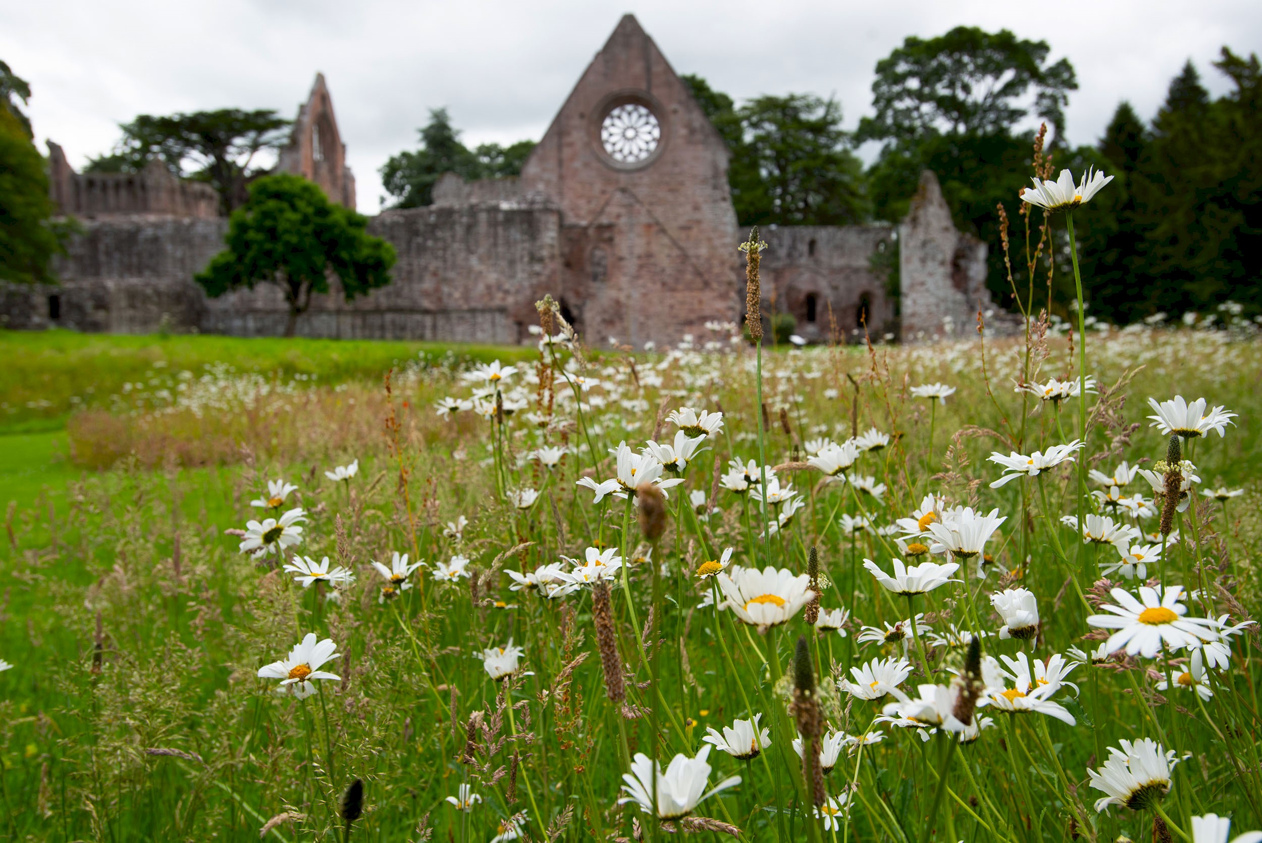 a green lawn and daisies with a ruined abbey in the background
