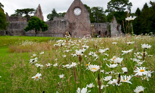a green lawn and daisies with a ruined abbey in the background