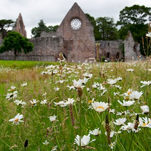Wildflower Wonders