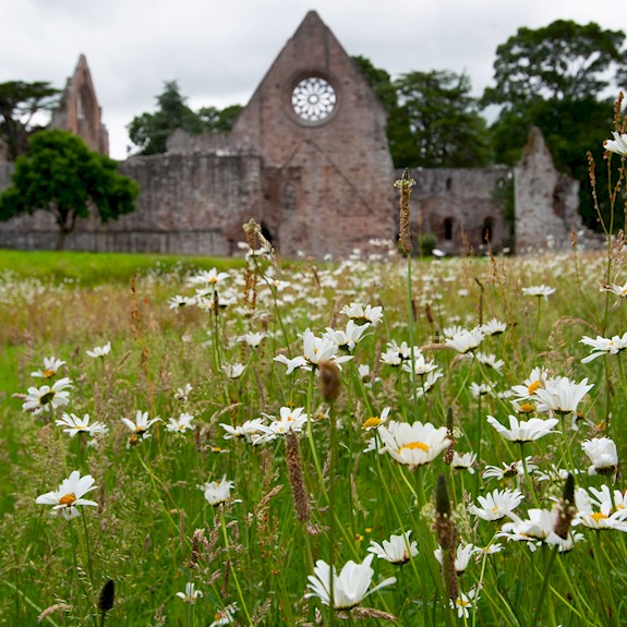 a green lawn and daisies with a ruined abbey in the background