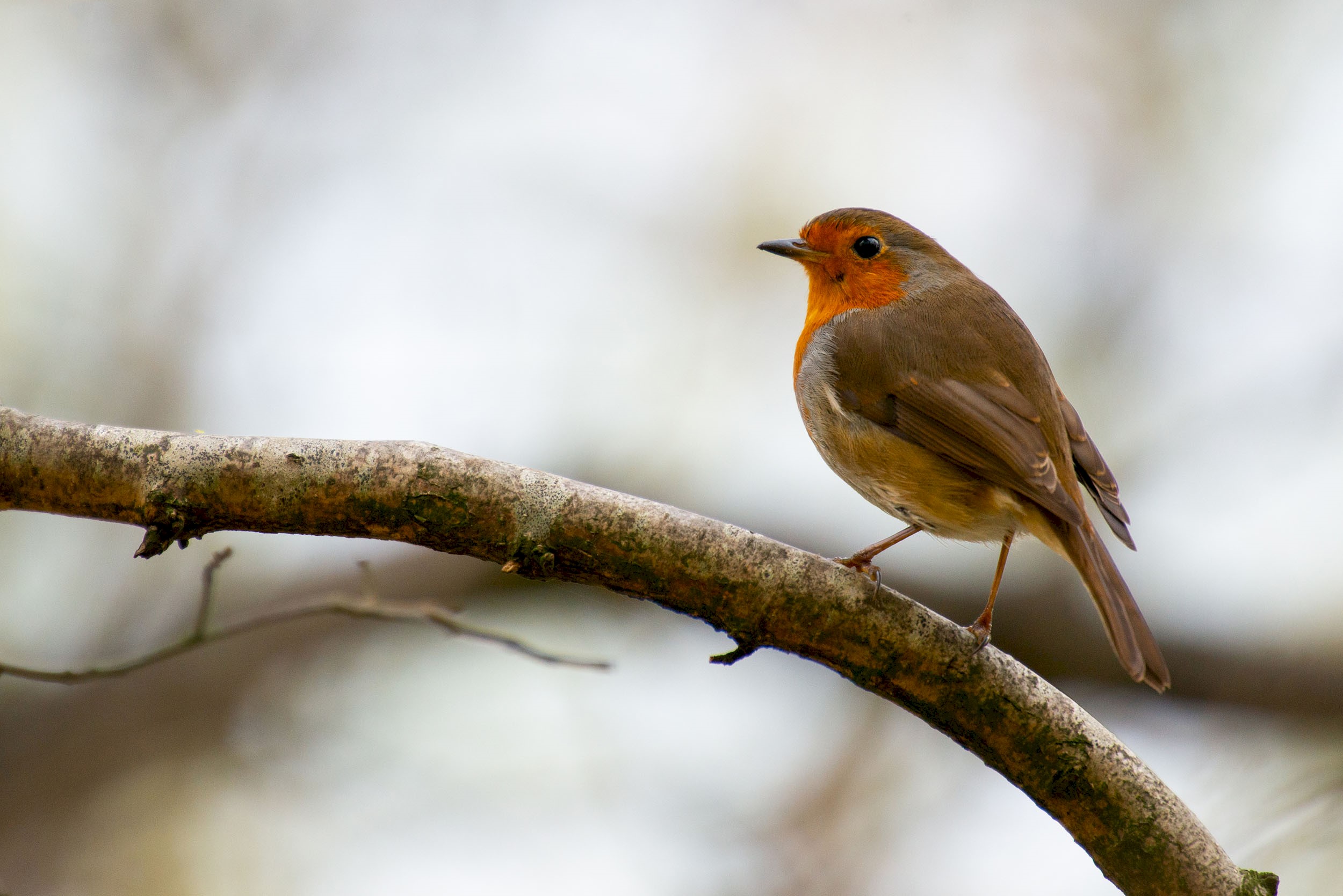 A robin red breast sitting on a branch