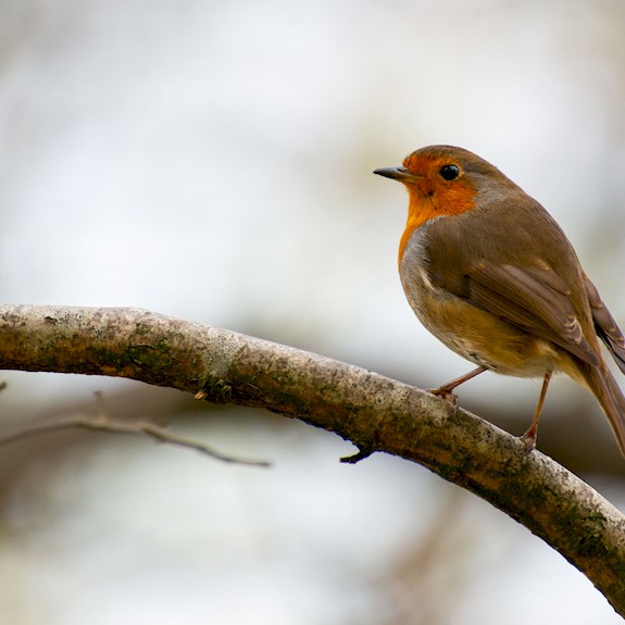 A robin red breast sitting on a branch