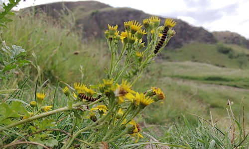 A close up of flowers with caterpillars crawling on them and a bit of Holyrood Park in the background