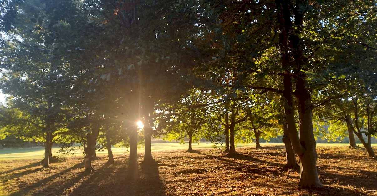 Beautifully green trees with a low sun shining through them