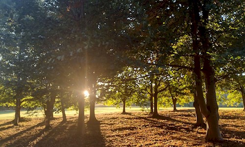 Beautifully green trees with a low sun shining through them