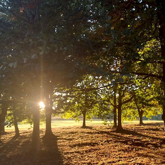 Beautifully green trees with a low sun shining through them