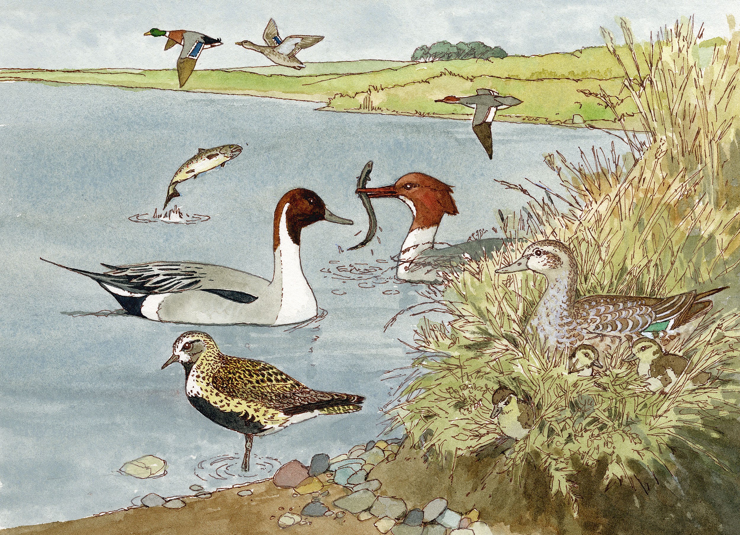 Painting of birds in the water and in reeds, and a fish jumping out of the water with birds flying over the water