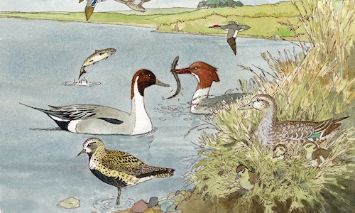 Painting of birds in the water and in reeds, and a fish jumping out of the water with birds flying over the water