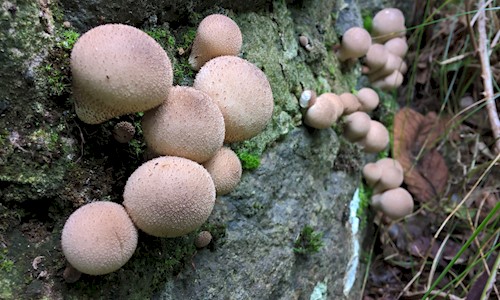 A cluster of mushrooms growing out of a wall