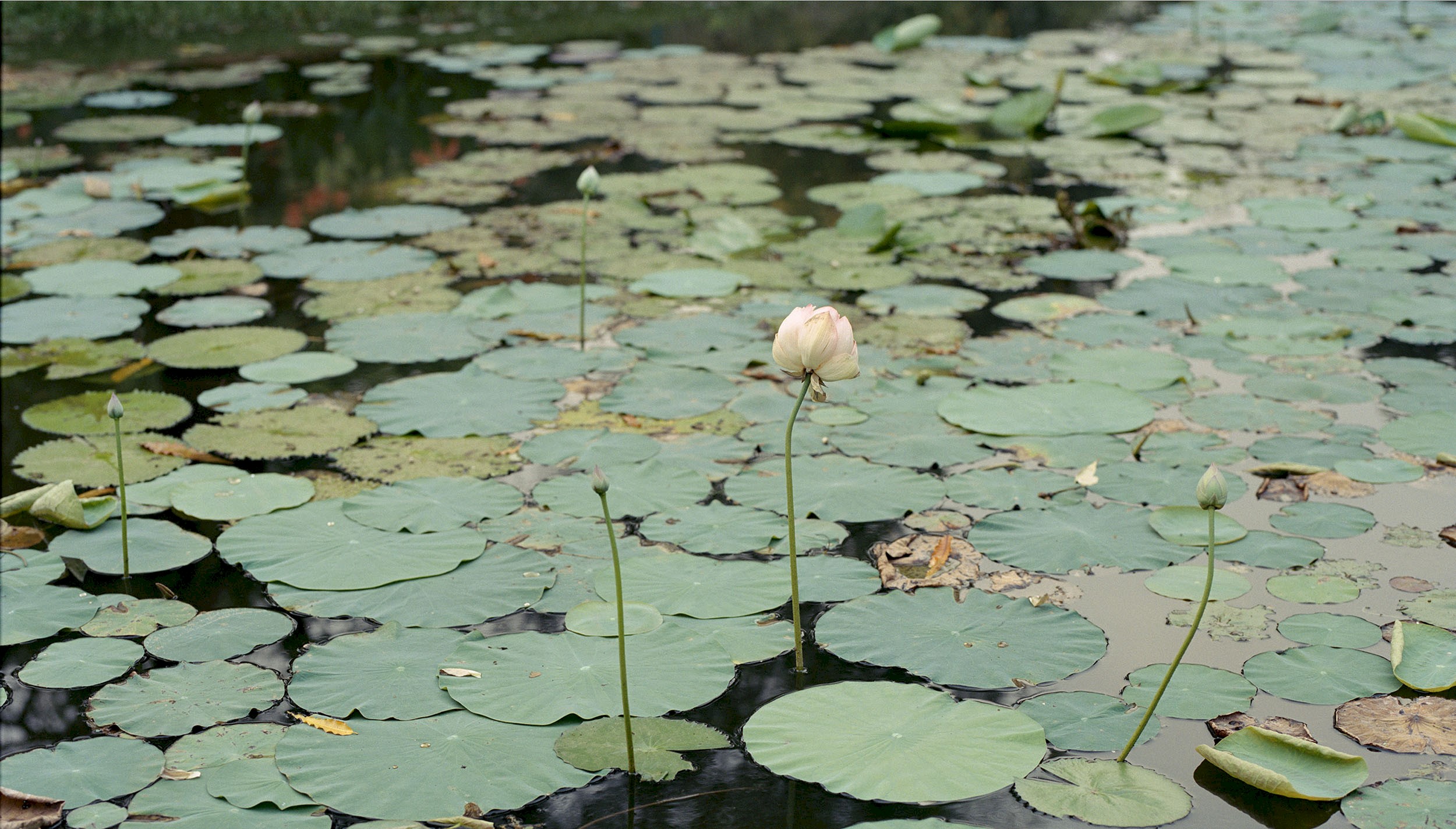 beautiful artificial lake covered with gorgeous lotus flowers