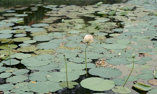 beautiful artificial lake covered with gorgeous lotus flowers